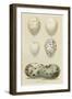 Antique Bird Egg Study II-Henry Seebohm-Framed Art Print