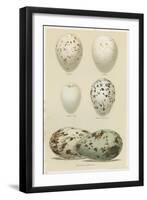 Antique Bird Egg Study II-Henry Seebohm-Framed Art Print