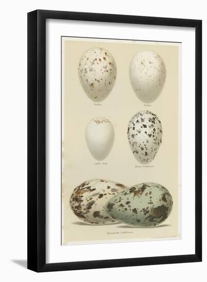 Antique Bird Egg Study II-Henry Seebohm-Framed Art Print