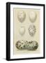 Antique Bird Egg Study II-Henry Seebohm-Framed Art Print