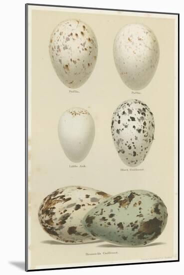 Antique Bird Egg Study II-Henry Seebohm-Mounted Art Print