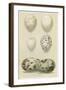 Antique Bird Egg Study II-Henry Seebohm-Framed Art Print