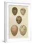 Antique Bird Egg Study IV-Henry Seebohm-Framed Art Print