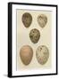 Antique Bird Egg Study IV-Henry Seebohm-Framed Art Print