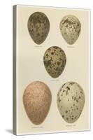 Antique Bird Egg Study IV-Henry Seebohm-Stretched Canvas