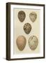 Antique Bird Egg Study IV-Henry Seebohm-Framed Art Print