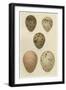 Antique Bird Egg Study IV-Henry Seebohm-Framed Art Print