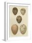 Antique Bird Egg Study IV-Henry Seebohm-Framed Art Print