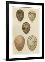 Antique Bird Egg Study IV-Henry Seebohm-Framed Art Print