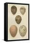 Antique Bird Egg Study IV-Henry Seebohm-Framed Stretched Canvas