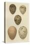 Antique Bird Egg Study IV-Henry Seebohm-Stretched Canvas