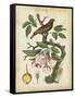 Antique Bird in Nature I-null-Framed Stretched Canvas