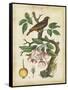 Antique Bird in Nature I-null-Framed Stretched Canvas
