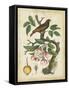 Antique Bird in Nature I-null-Framed Stretched Canvas