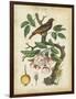 Antique Bird in Nature I-null-Framed Art Print