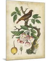 Antique Bird in Nature I-null-Mounted Art Print