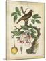 Antique Bird in Nature I-null-Mounted Art Print