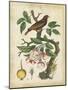 Antique Bird in Nature I-null-Mounted Art Print