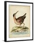 Antique Bird Menagerie IV-George Edwards-Framed Art Print