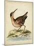 Antique Bird Menagerie IV-George Edwards-Mounted Art Print