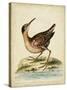 Antique Bird Menagerie IV-George Edwards-Stretched Canvas