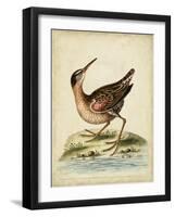 Antique Bird Menagerie IV-George Edwards-Framed Art Print