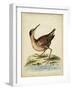 Antique Bird Menagerie IV-George Edwards-Framed Art Print