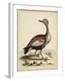 Antique Bird Menagerie VI-George Edwards-Framed Art Print