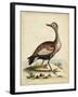 Antique Bird Menagerie VI-George Edwards-Framed Art Print