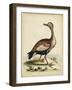 Antique Bird Menagerie VI-George Edwards-Framed Art Print