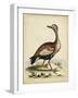Antique Bird Menagerie VI-George Edwards-Framed Art Print