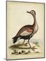 Antique Bird Menagerie VI-George Edwards-Mounted Art Print