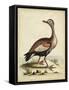 Antique Bird Menagerie VI-George Edwards-Framed Stretched Canvas