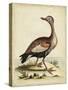 Antique Bird Menagerie VI-George Edwards-Stretched Canvas