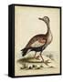 Antique Bird Menagerie VI-George Edwards-Framed Stretched Canvas