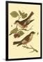 Antique Bird Pair I-James Bolton-Framed Art Print
