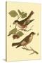 Antique Bird Pair I-James Bolton-Stretched Canvas