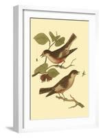 Antique Bird Pair I-James Bolton-Framed Art Print