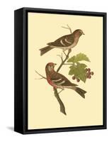 Antique Bird Pair II-James Bolton-Framed Stretched Canvas