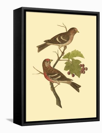 Antique Bird Pair II-James Bolton-Framed Stretched Canvas