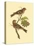 Antique Bird Pair II-James Bolton-Stretched Canvas