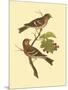 Antique Bird Pair II-James Bolton-Mounted Art Print