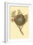 Antique Bird's Nest I-James Bolton-Framed Art Print