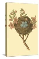 Antique Bird's Nest I-James Bolton-Stretched Canvas