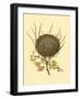 Antique Bird's Nest II-James Bolton-Framed Art Print