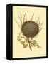 Antique Bird's Nest II-James Bolton-Framed Stretched Canvas