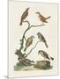 Antique Birds in Nature IV-Vision Studio-Mounted Art Print