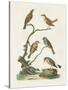 Antique Birds in Nature IV-Vision Studio-Stretched Canvas