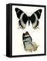 Antique Blue Butterflies I-Vision Studio-Framed Stretched Canvas