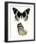 Antique Blue Butterflies I-Vision Studio-Framed Art Print